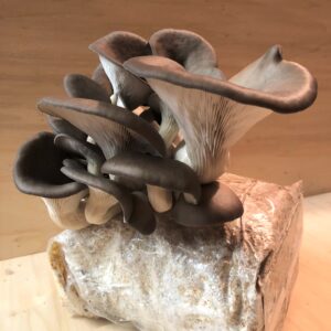 GROW YOUR OWN OYSTER KITS