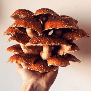 GROW YOUR OWN CHESTNUT KITS