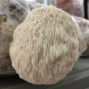 GROW YOUR OWN LIONS' MANE KITS