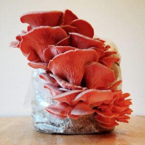 GROW YOUR OWN PINK OYSTER KITS
